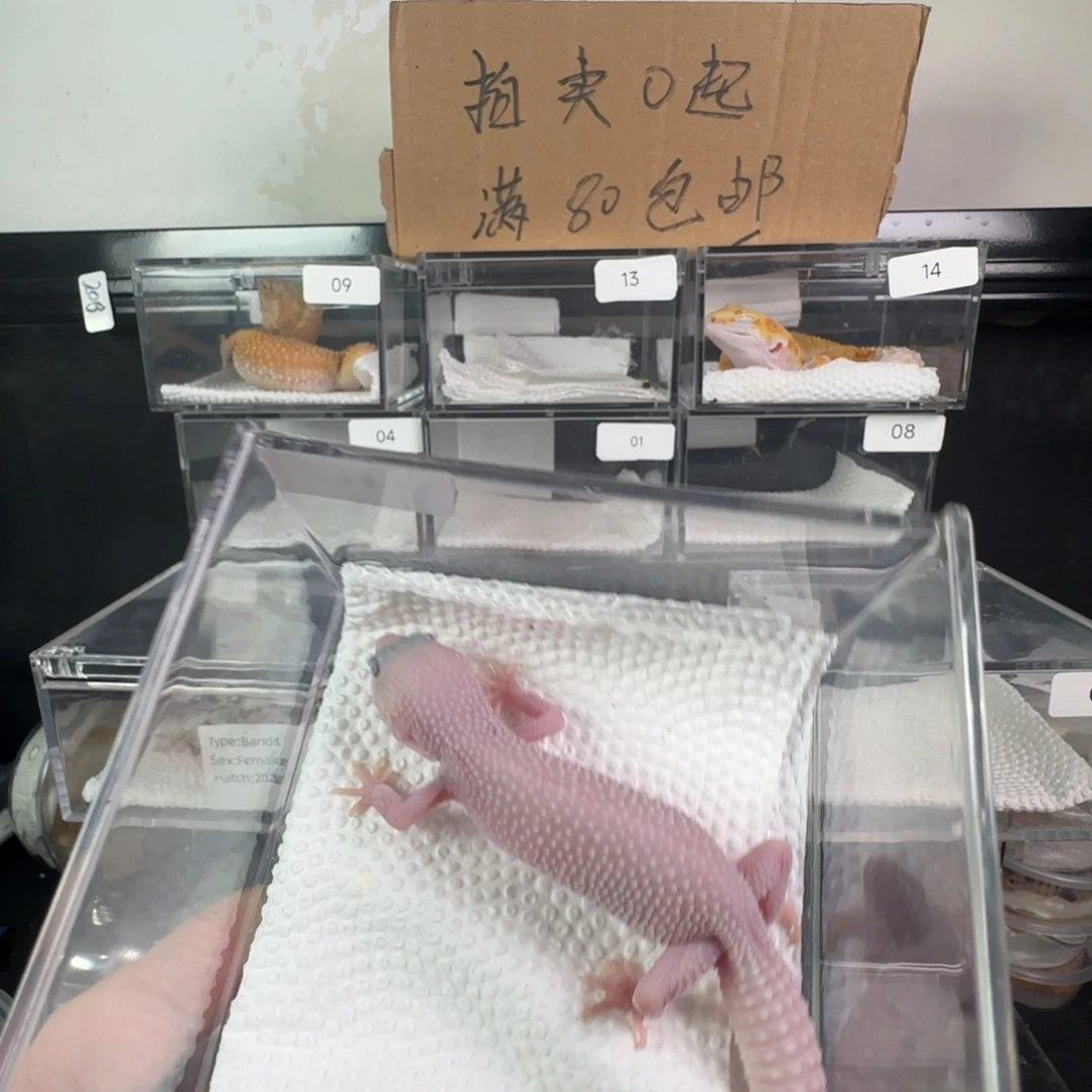 豹纹守宫雪花恶魔白酒妹妹