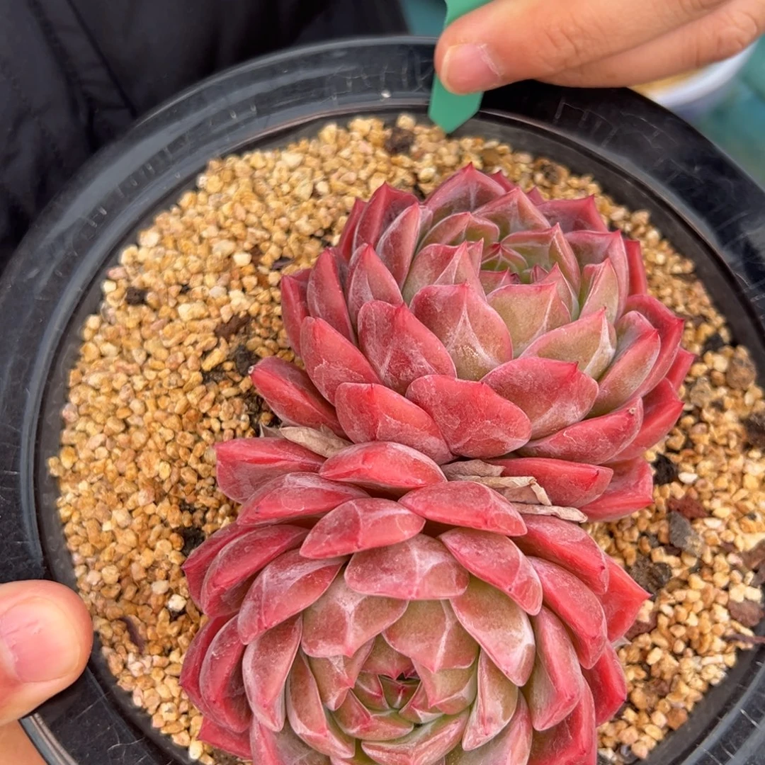 从前慢花园多肉编号1224-55