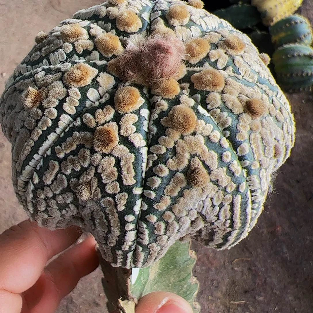 全部花朵海星兜658