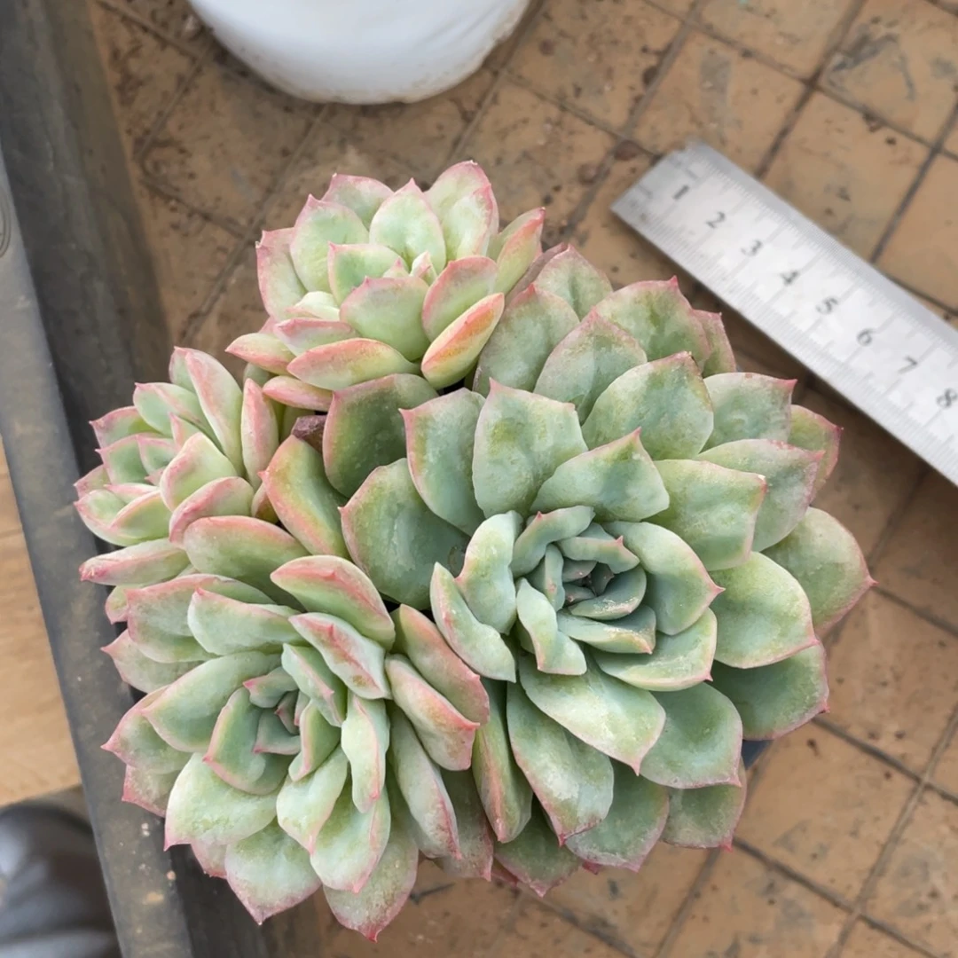 天使玫瑰冠幅11 公分一物一拍