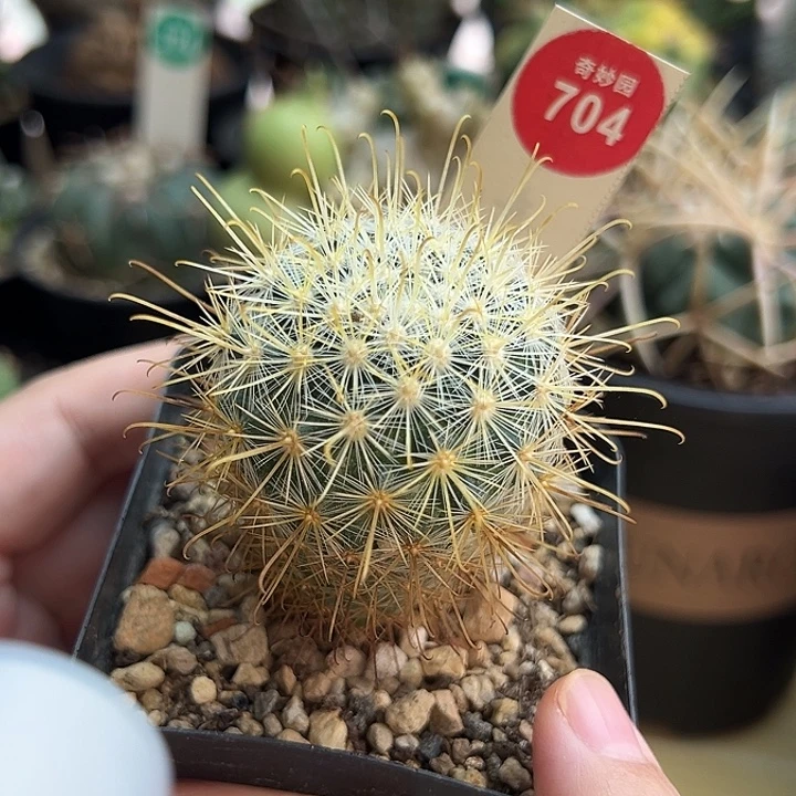 实生狂刺菊慈童4.1cm