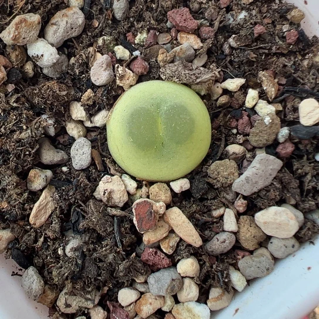 085拉登带盆土发货