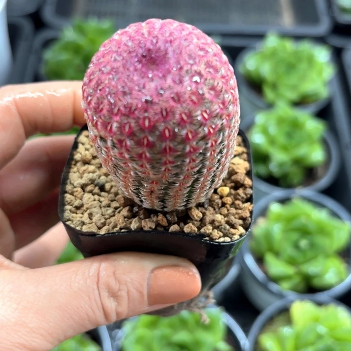 红太阳仙人球多肉植物