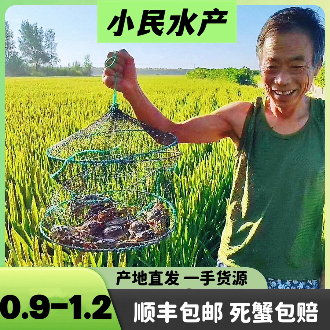 稻田全母【活蟹】盘锦河蟹1.2-0.9两母2.5斤冷链直达