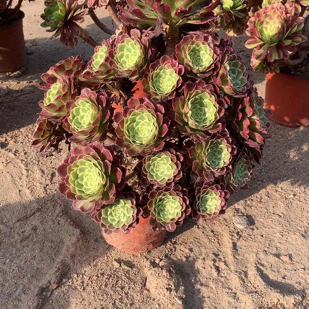 多肉多肉多肉繁星112