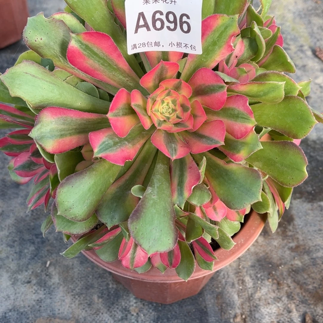 雅典娜69600000000