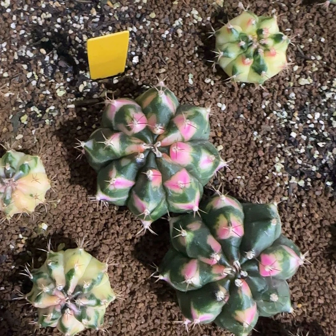 L782-0104泰国发货 磨砂玻璃