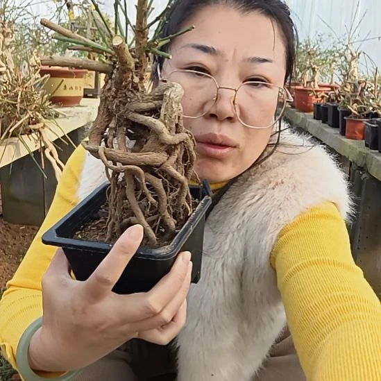 用***7完全开放甘肃小叶迎春花