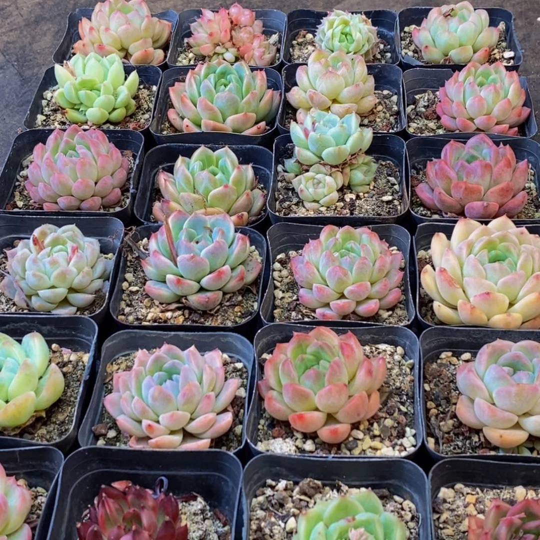 802多肉植物保护研究所所长的