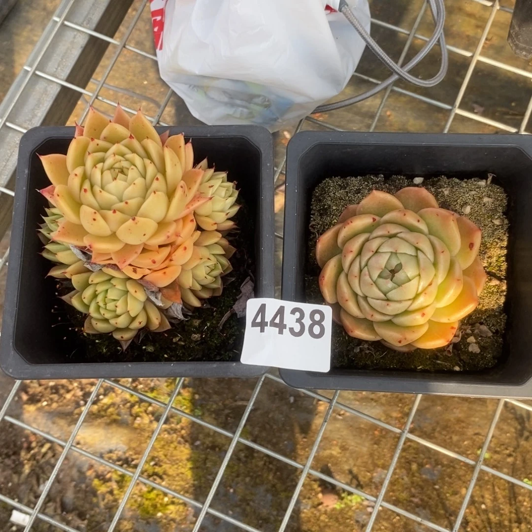 一***叶4438东云不知名一物一拍两杯