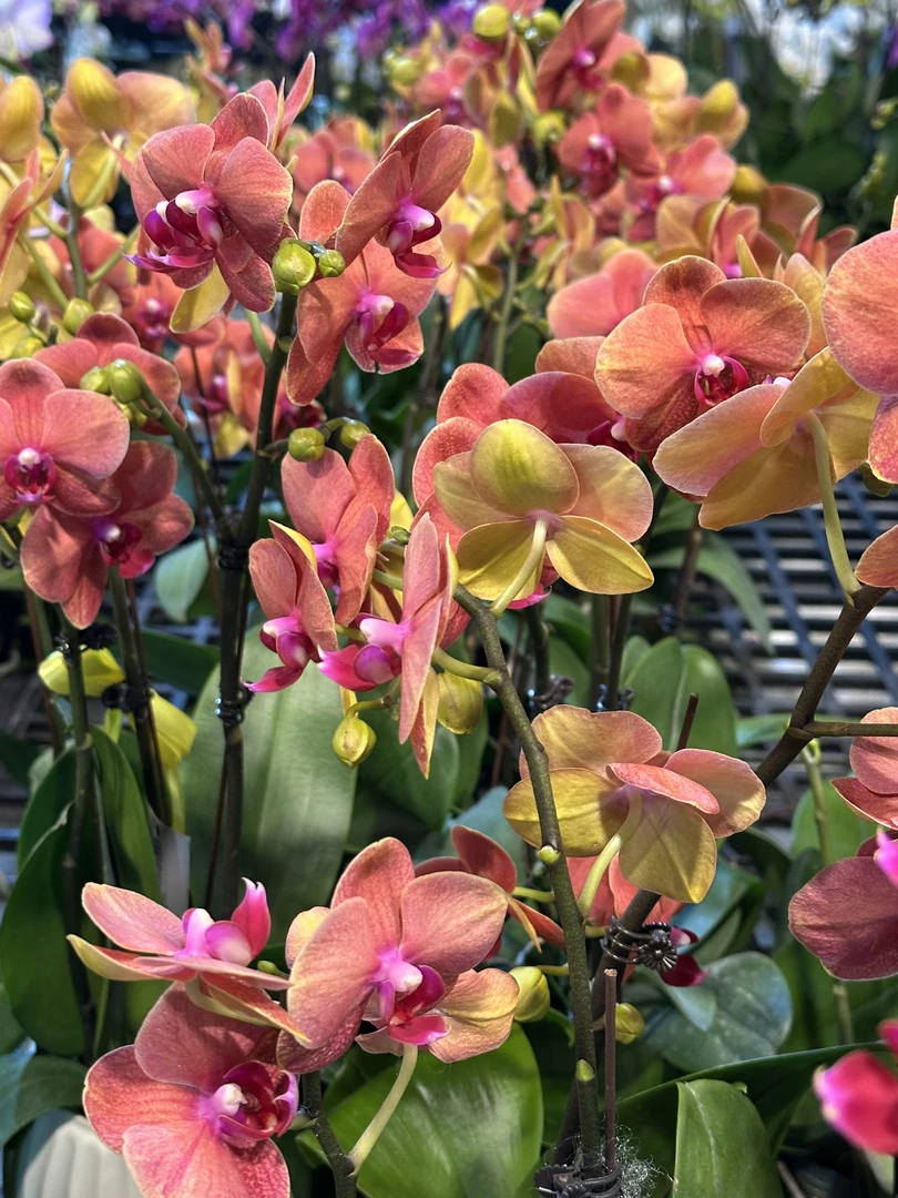 【金桔】蝴蝶兰室内种植观赏送礼带花发货