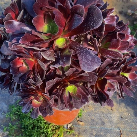 瓯紫变异多头多肉98多肉