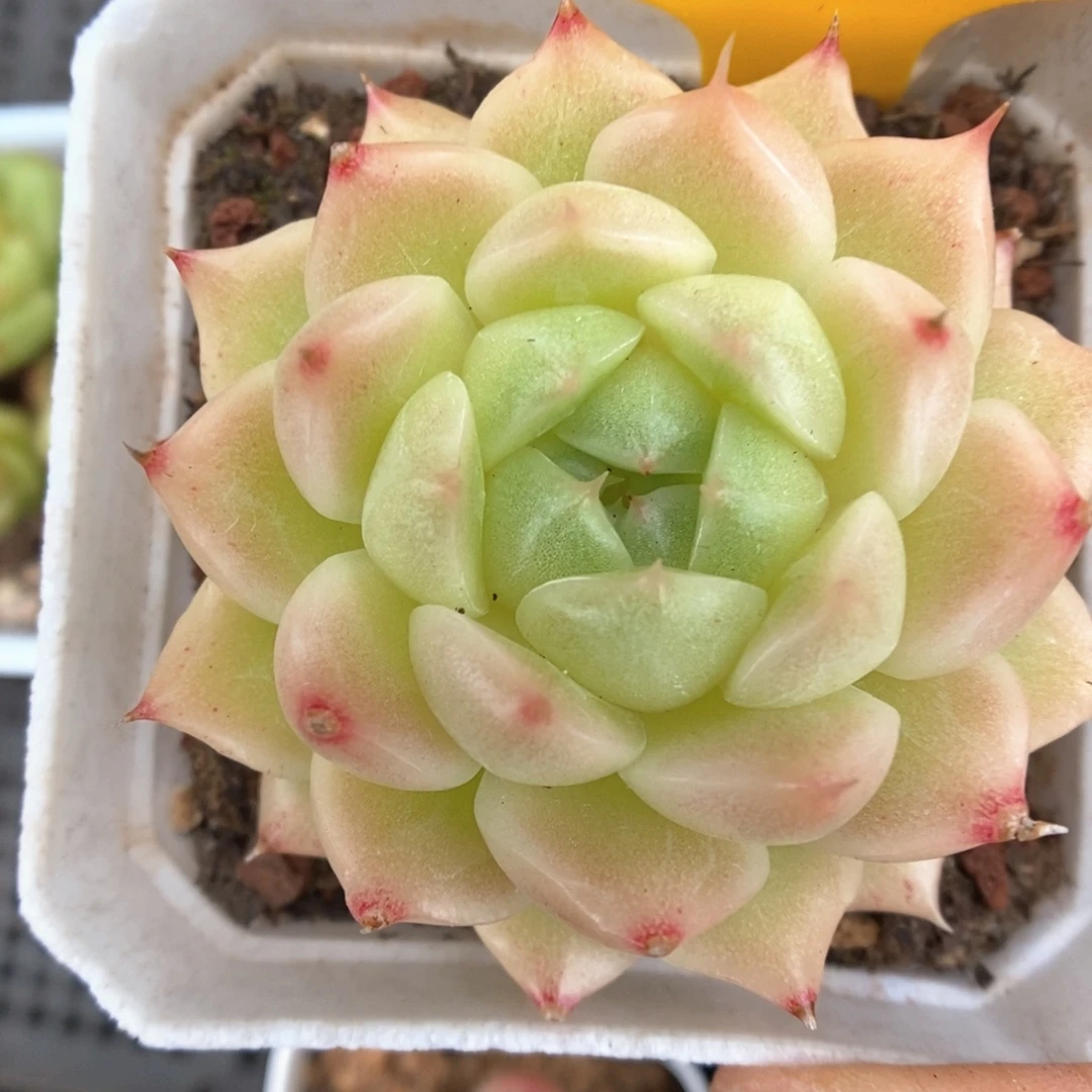 珠光麦秆525号。