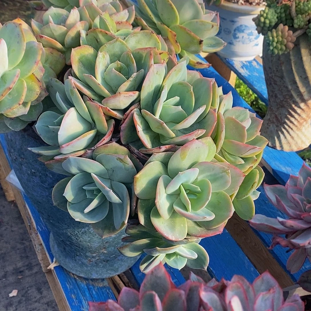 小***姨雪凤多肉植物包邮到家不带盆