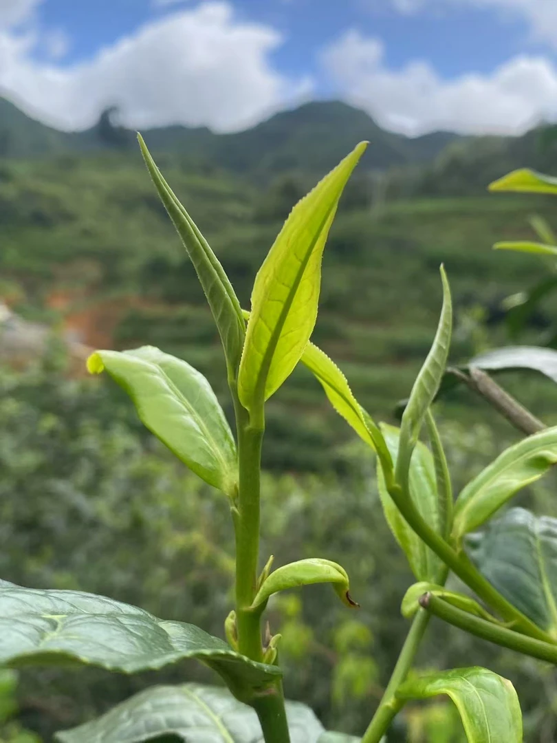 2019年岩岗 嘎礼古茶  头春古树 普洱生茶400g/饼
