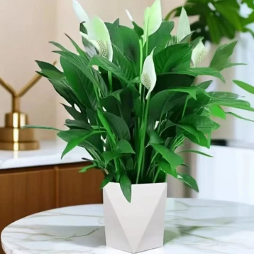 白掌一帆风顺盆栽绿植大盆水培土培净化空气客厅办公室花卉