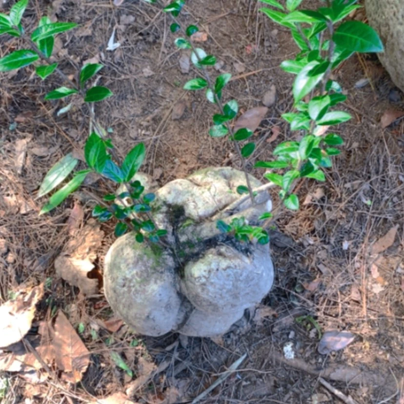 【闪购商品】无花朵