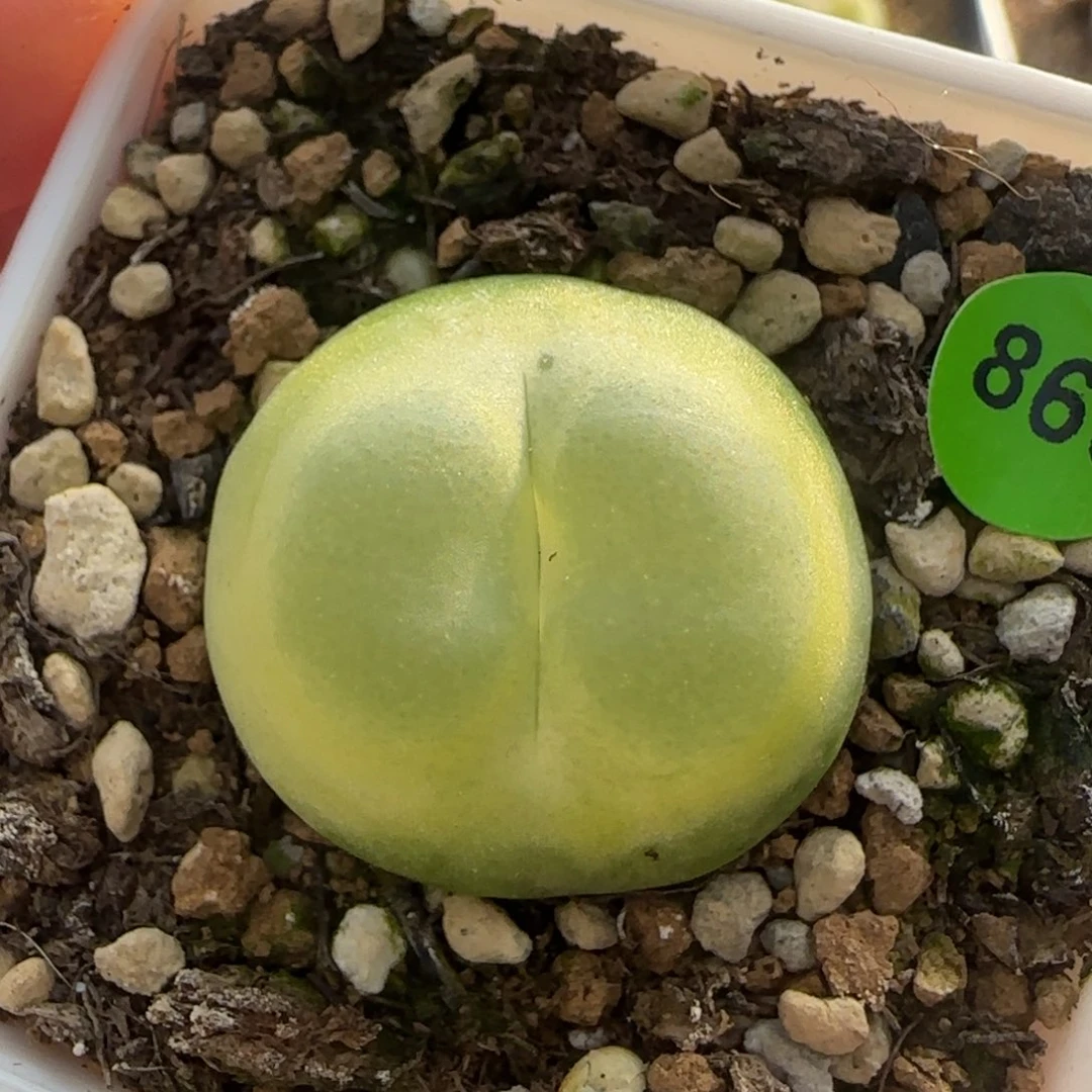 拉登2.5多肉植物866