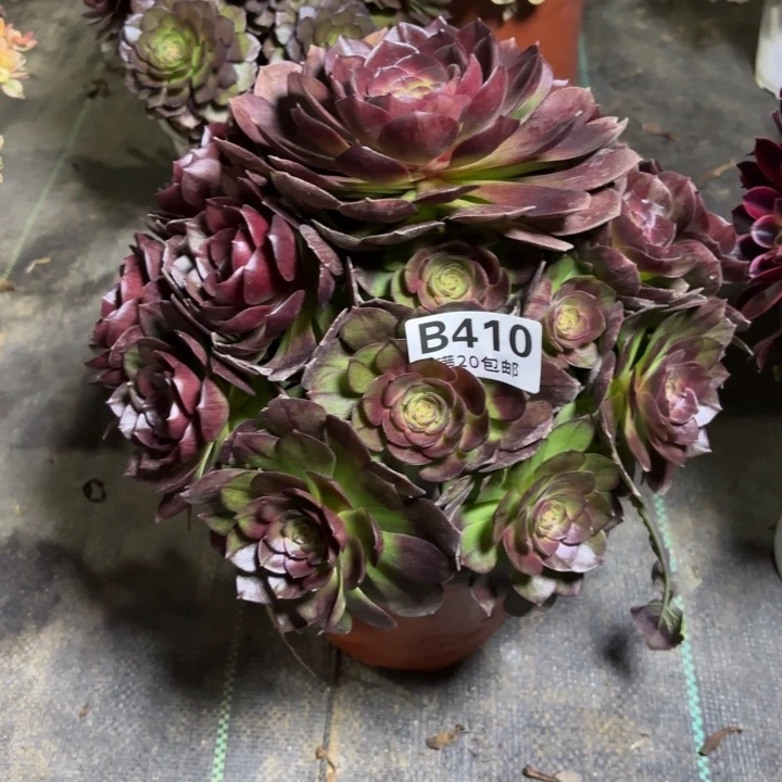 瑞妈一物一拍410