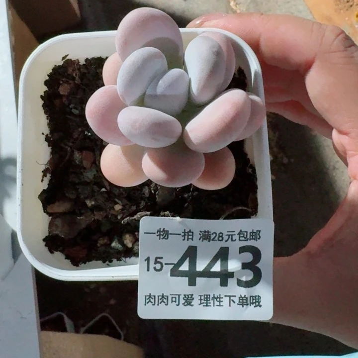 橙奶多肉无盆土发货多