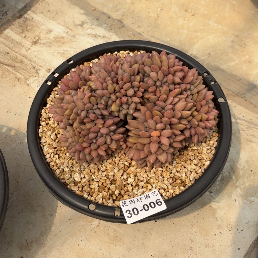 30.006桃花源缀化