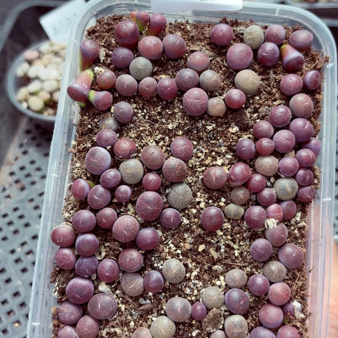 5905—生石花 生石花