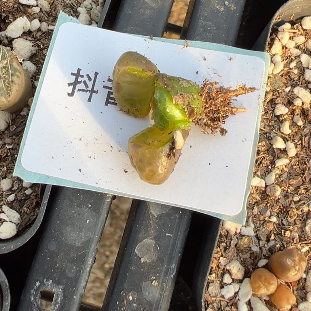 18-31量拍泡泡勋章一颗