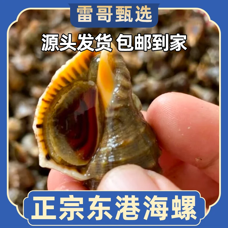 东港当地牙签海螺（20-30/斤）东港当地薄皮海螺保鲜保活