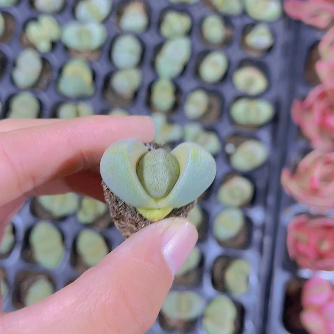 精品元宝满9.9包邮