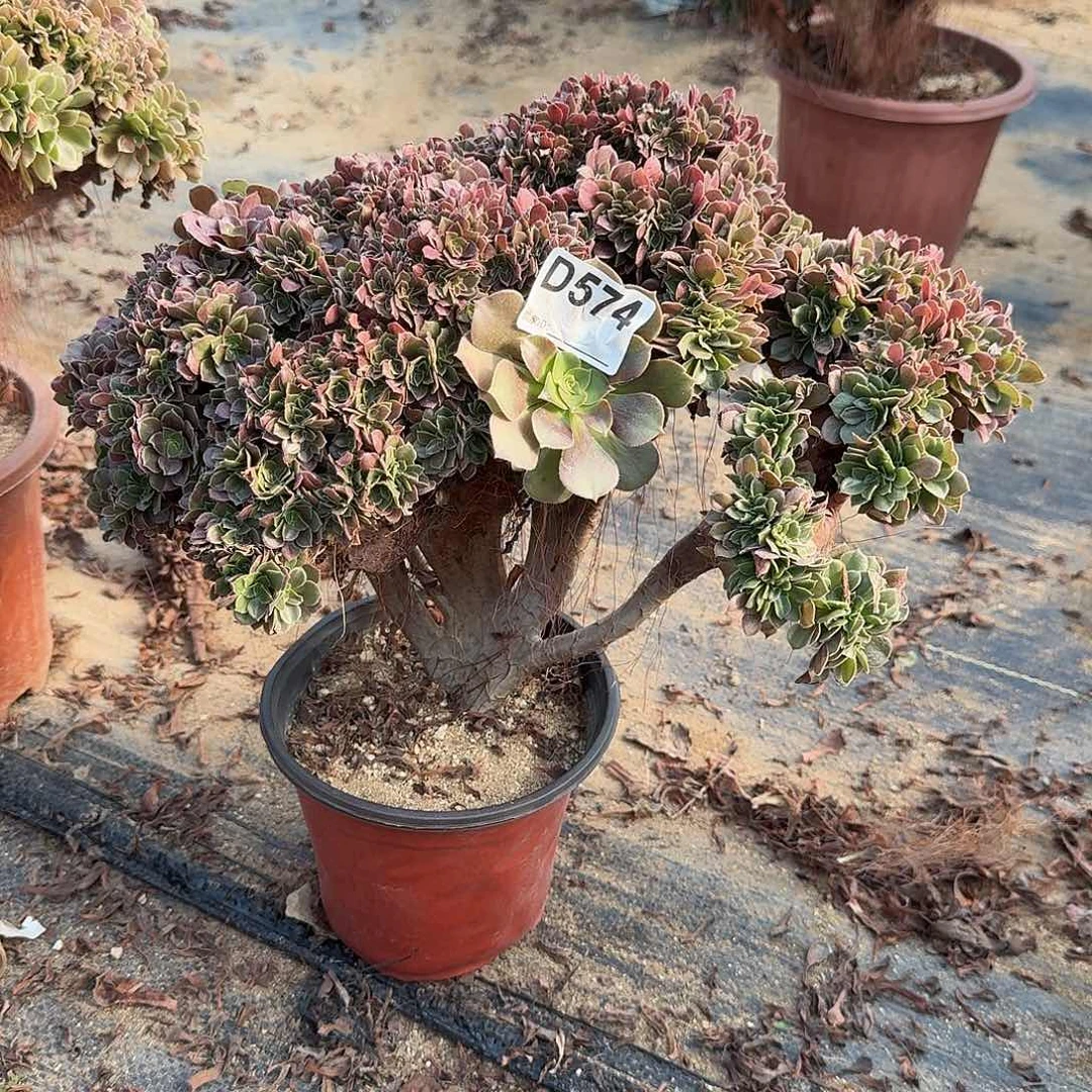 574玫瑰一颗满28包邮