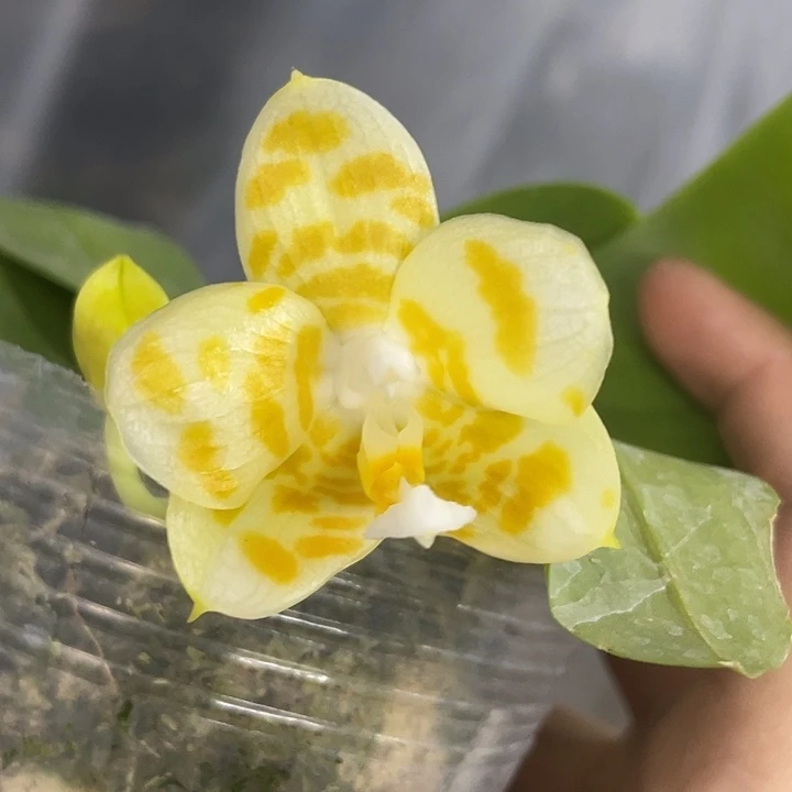 完全开放极圆浓香雅风情歌2.8寸带花根一般介意勿拍