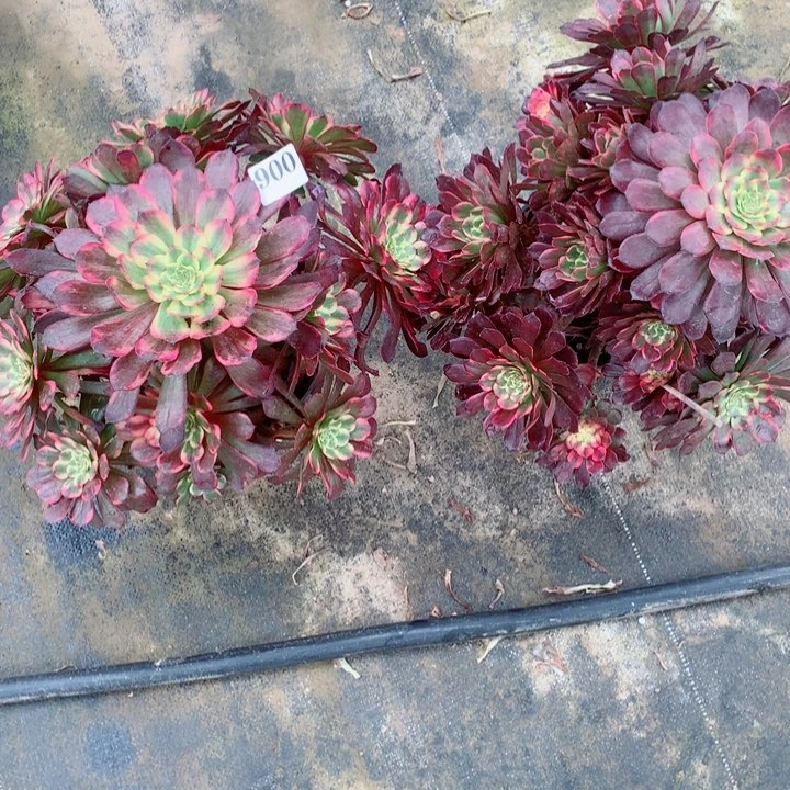 余****！多肉植物烟花900