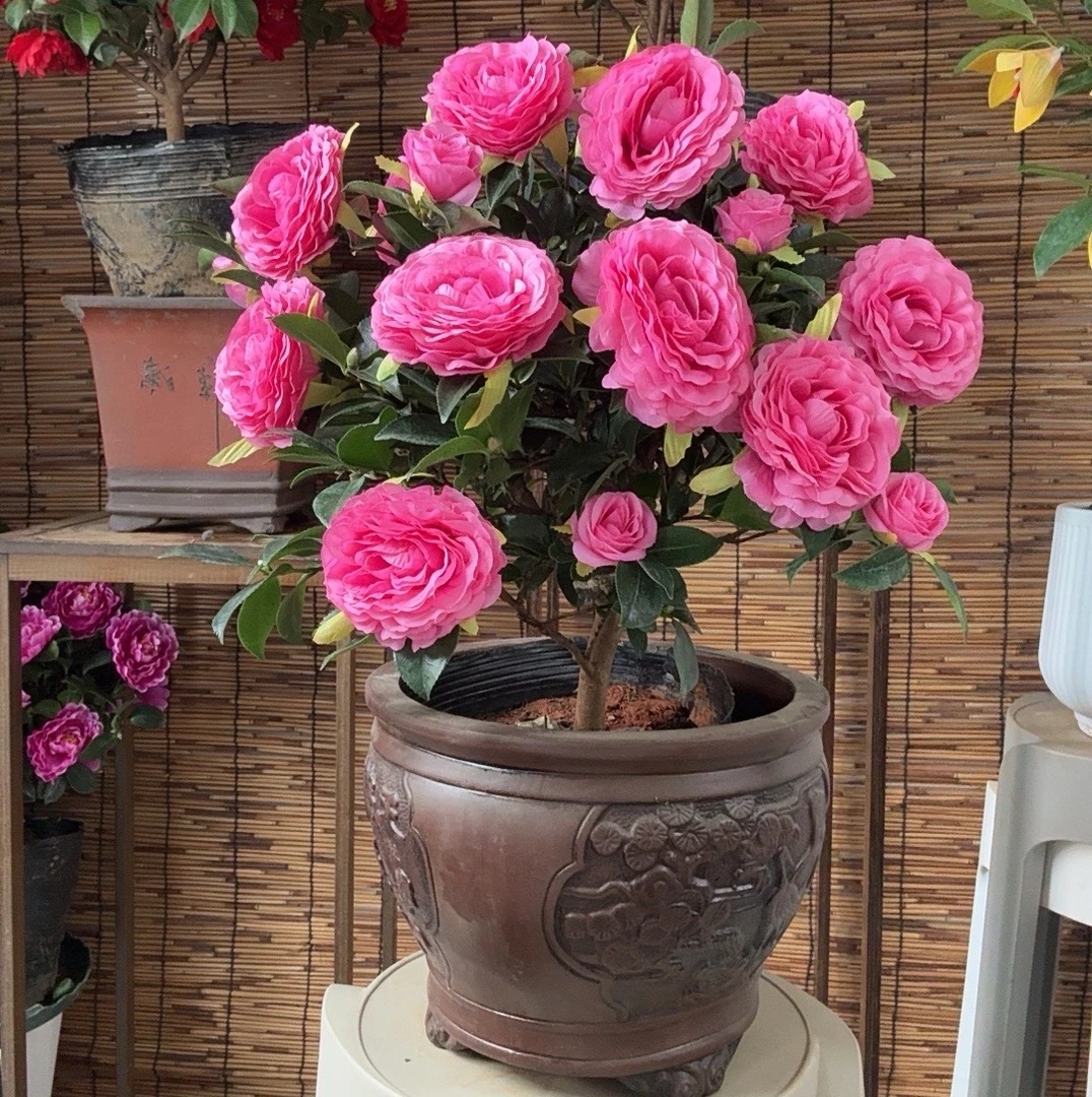 粉红佳人【四季财神茶梅】盆栽树苗桌面绿植庭院四季植物绿化风景树