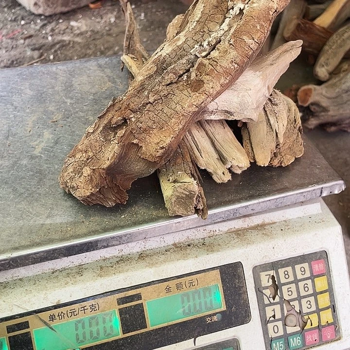 柏木专****斌崖柏崖柏崖柏