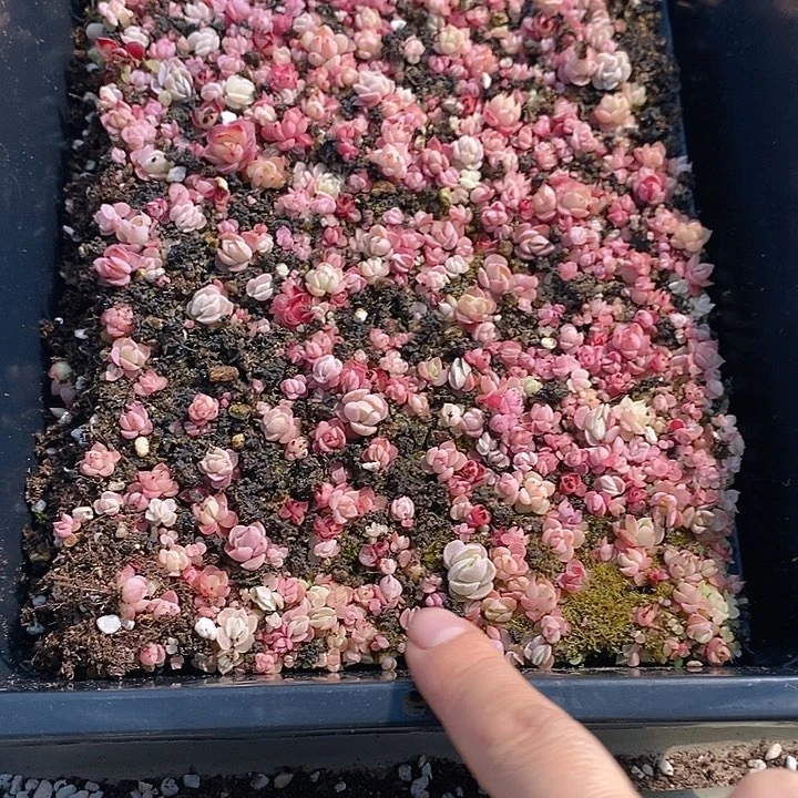 99 多肉植物盆栽花卉植物