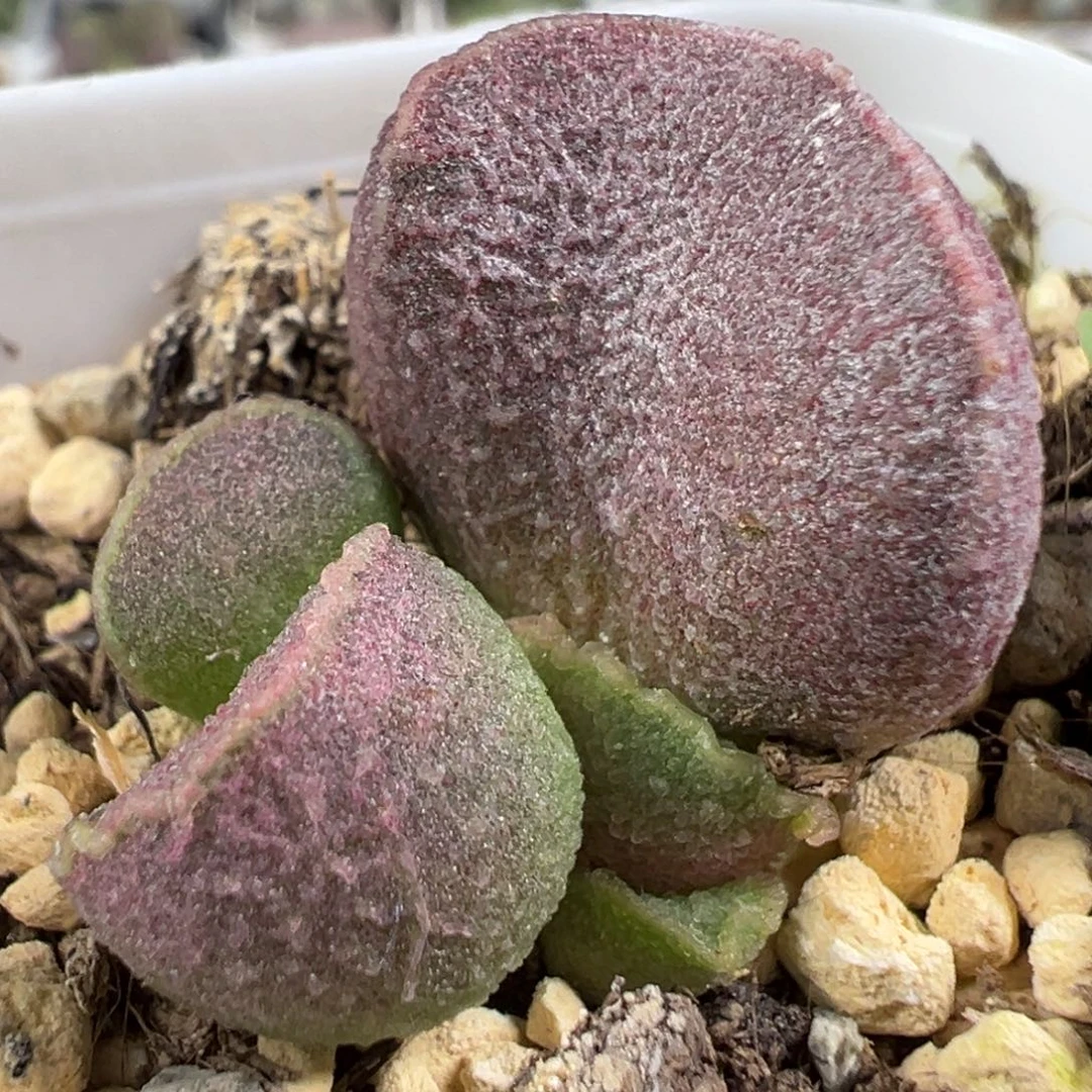 w紫色系磨砂质感实生新品