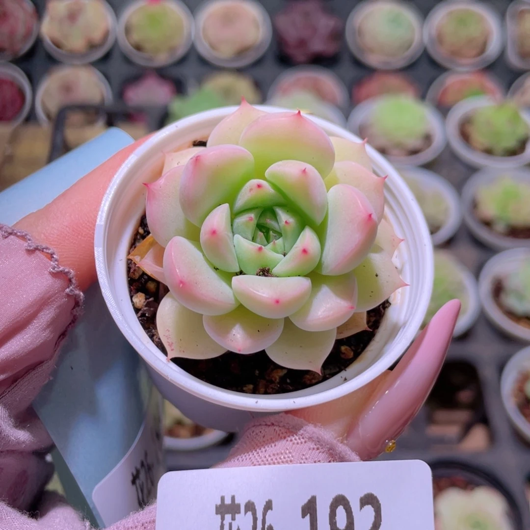 花利美26-192海王