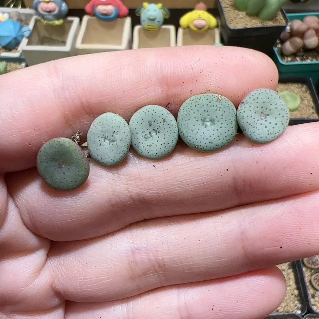 【闪购商品】344 小酒杯