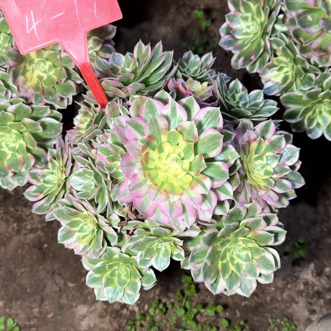 4-77海王多肉法师