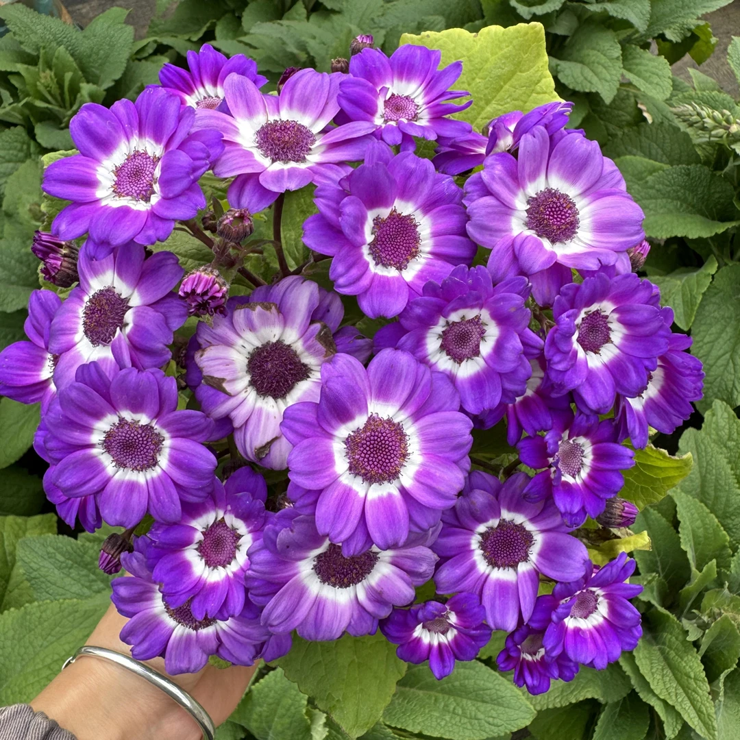 瓜叶菊花盆栽带花发货好养室内花卉四季花阳台观花植物