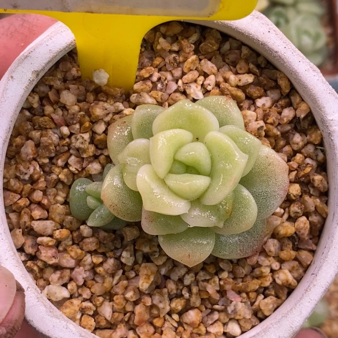 9137老桩冰玉锦多肉精控……