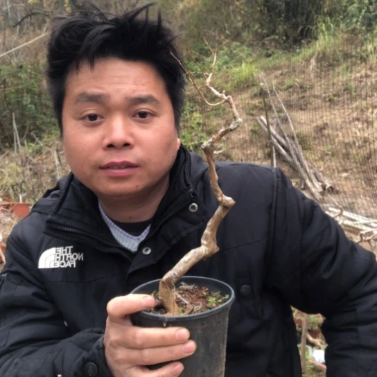 盆景素材盆景载绿植威*忌