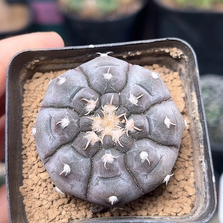 无花朵满蜡铅皮实生球4.2cm