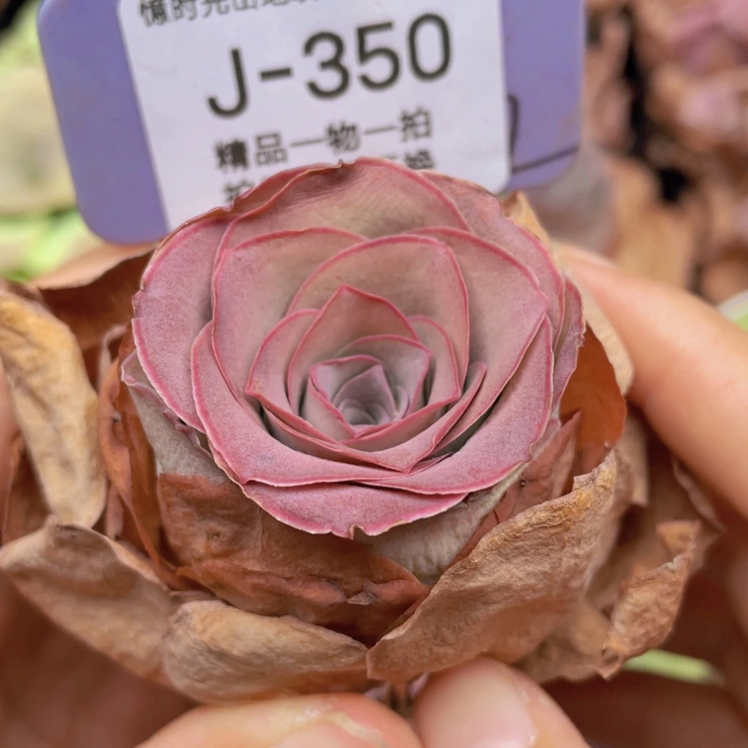 山地玫瑰J350满38包邮裸根发货