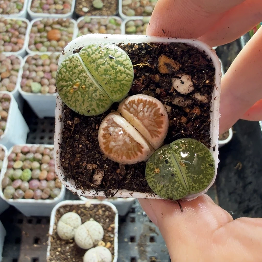 乐***乐多肉植物和植物等多种554