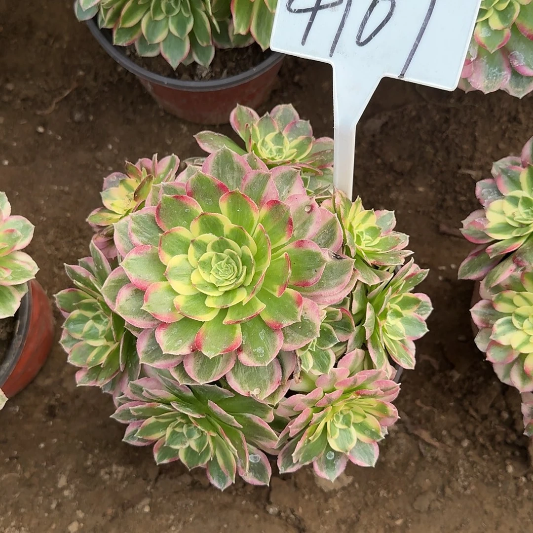 4107海王多肉法师多肉