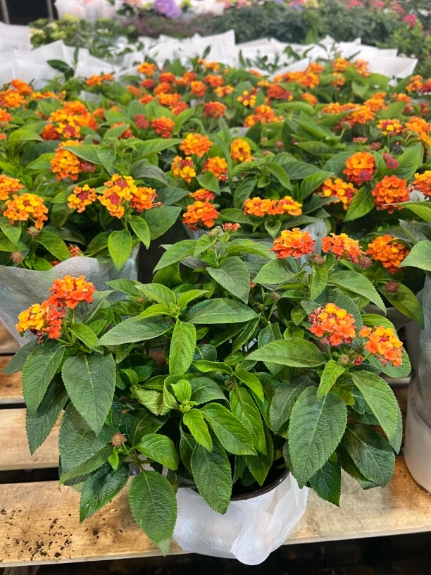 （万红）随机鲜花一颗