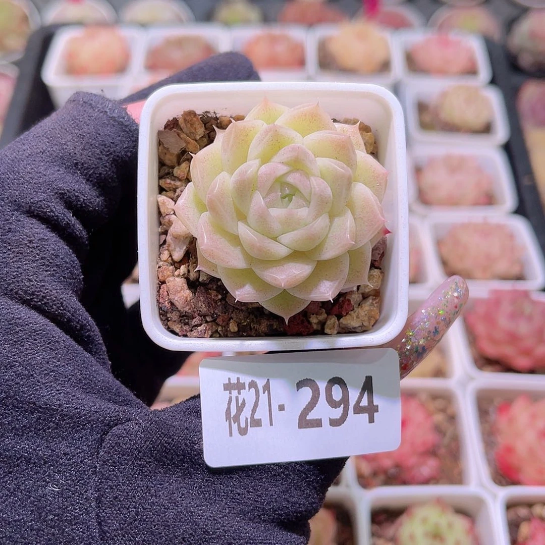 花利美21-294麦秆