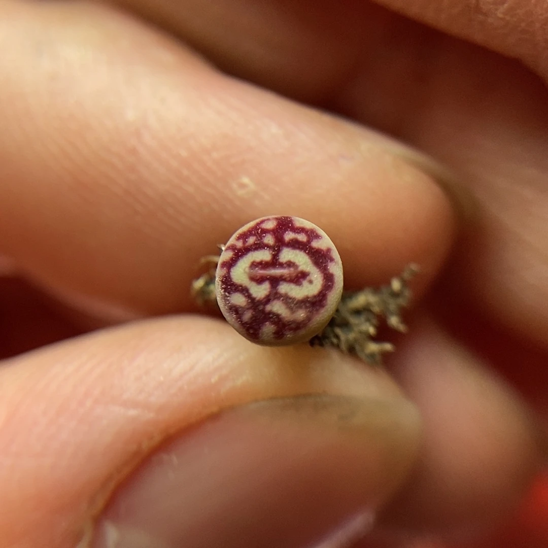 八重墨一颗1.5年包邮