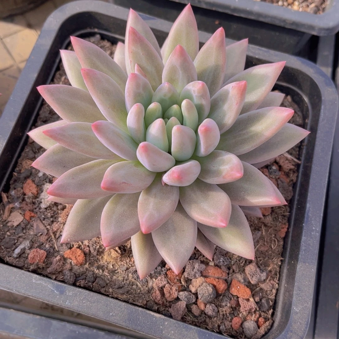 多肉植物多肉植物